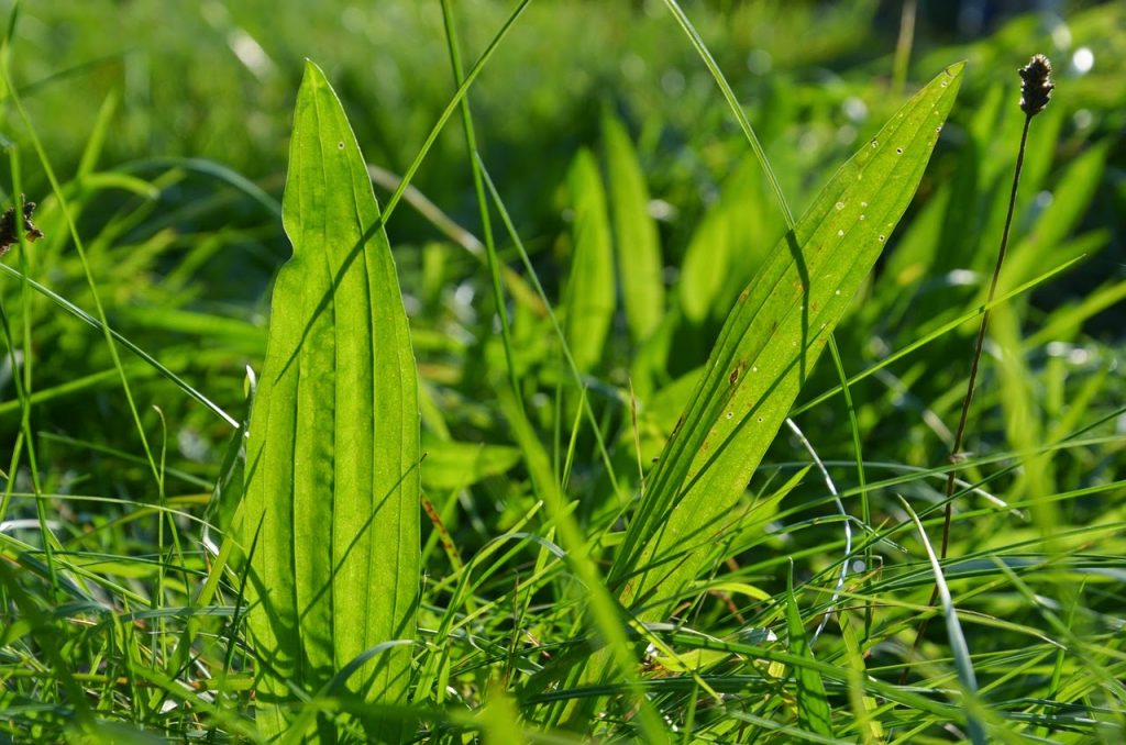 plantain-476851_1280 plantain-476851_1280