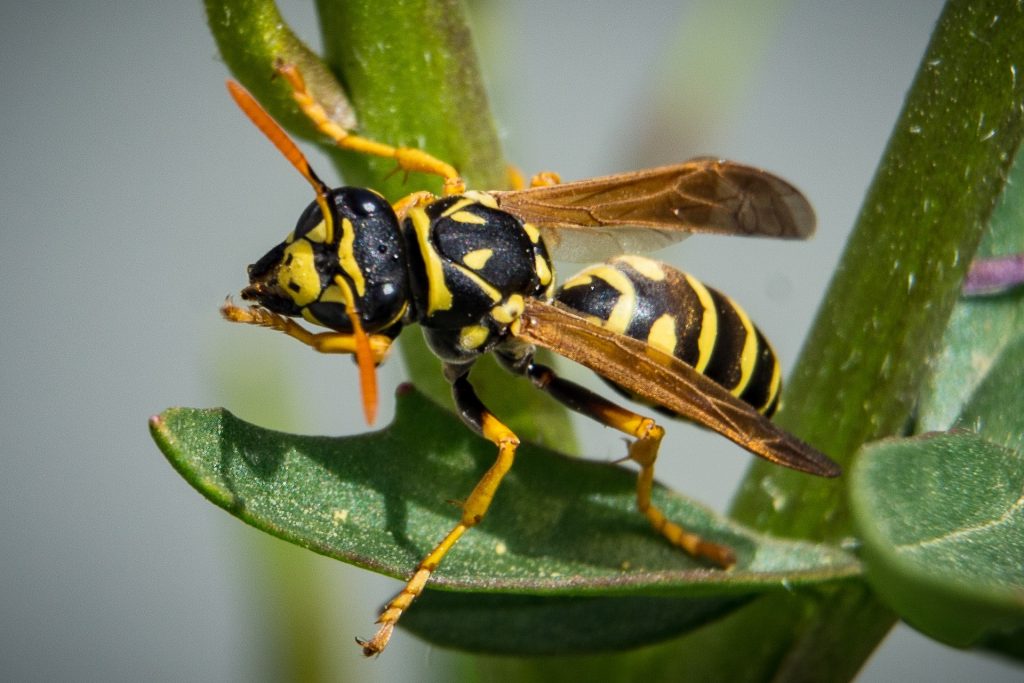wasp-1329559_1920 wasp-1329559_1920