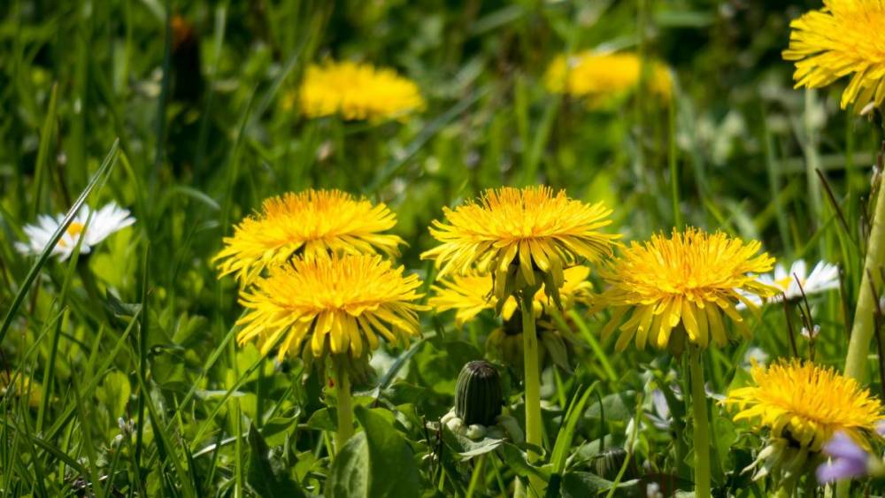 Lowenzahn Sonnengelbe Glucksblume Kinder Mogen Hausmittel