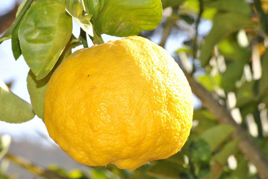lemon-181650_1920