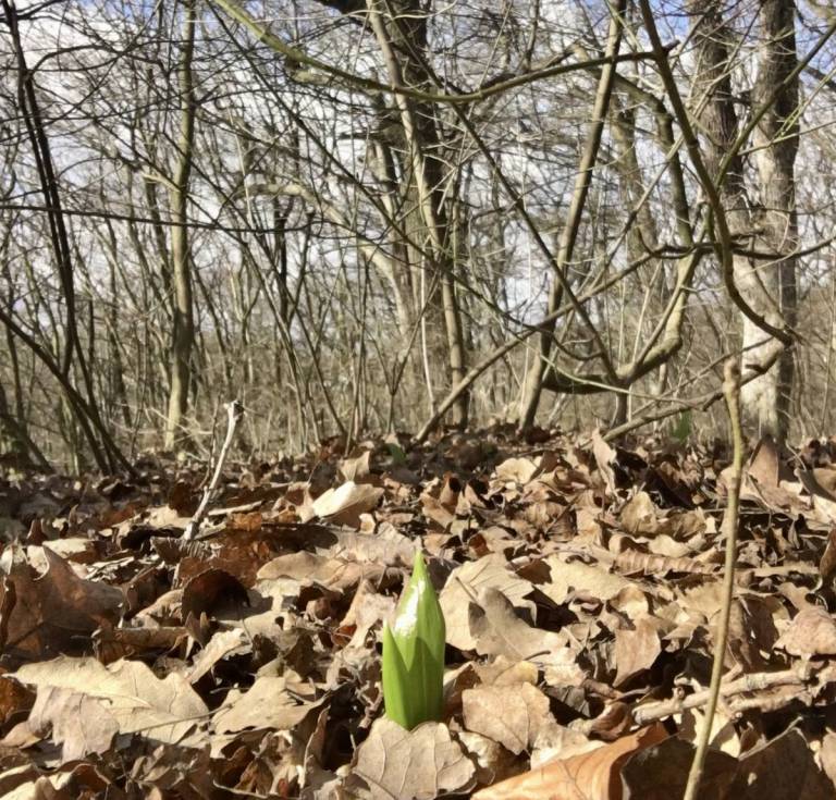 Vitaminboost im Frühling: Bärlauch! - Kinder mögen Hausmittel Vitaminboost im Frühling: Bärlauch! - Kinder mögen Hausmittel